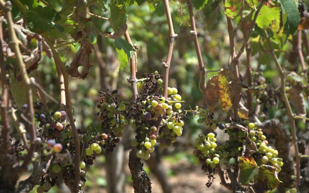 Il progetto DIGIFED 4Agri: Migliorare la capacità predittiva dei modelli predittivi per la Peronospora