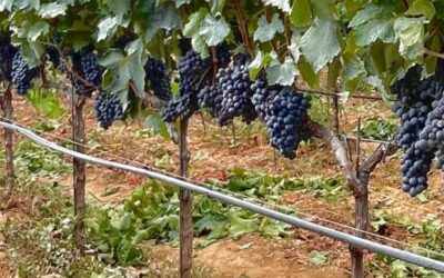Dai sensori IoT alle “etichette aumentate”: l’agricoltura 4.0 nel progetto europeo “Augmented Susgrape” con 4Agri
