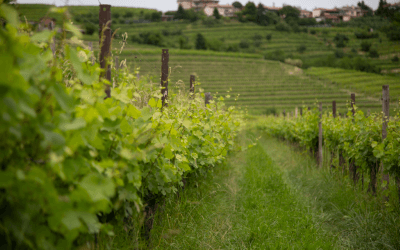 VOCATION: la nuova frontiera della diagnostica precoce con e-nose e DSS integrati 4agri