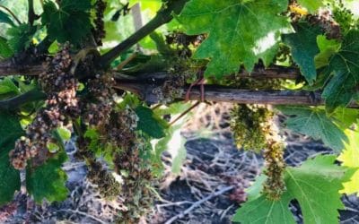 ARSIAL e 4Agri: sperimentazione di modelli previsionali DSS e sensoristica nella filiera vitivinicola del Lazio