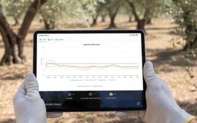 Mosca dell’olivo: come passare dall’emergenza alla prevenzione con i DSS